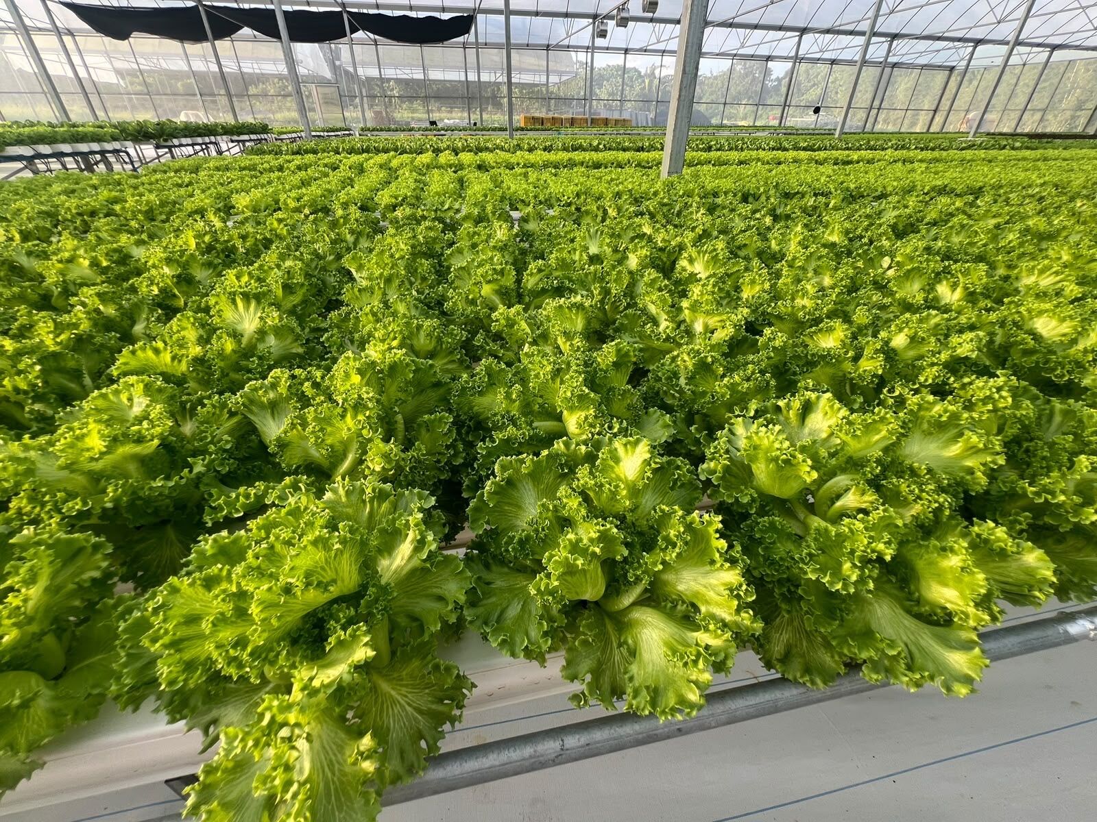 Close-up of curly green lettuce grown using Nutrient Film Technique hydroponics at SAREEWÂ