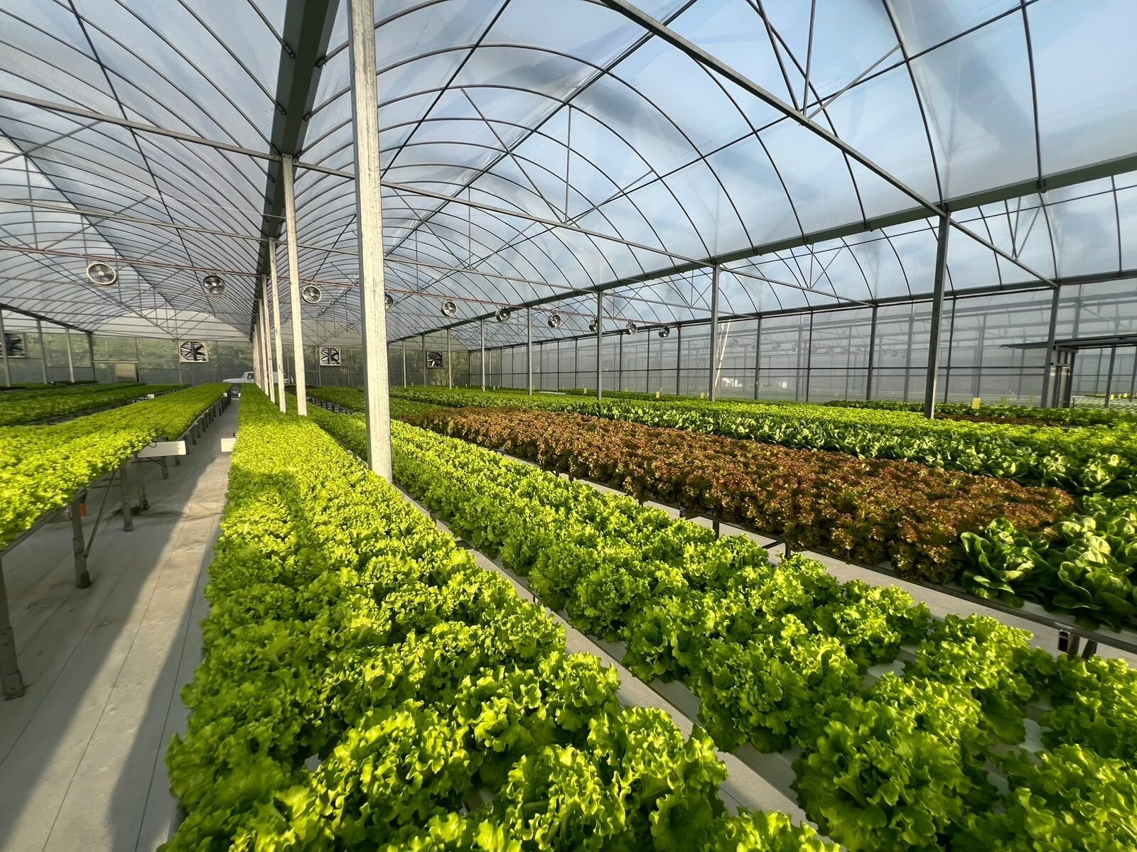 Wide view of red and green lettuce varieties growing side by side inside a SAREEWÂ greenhouse