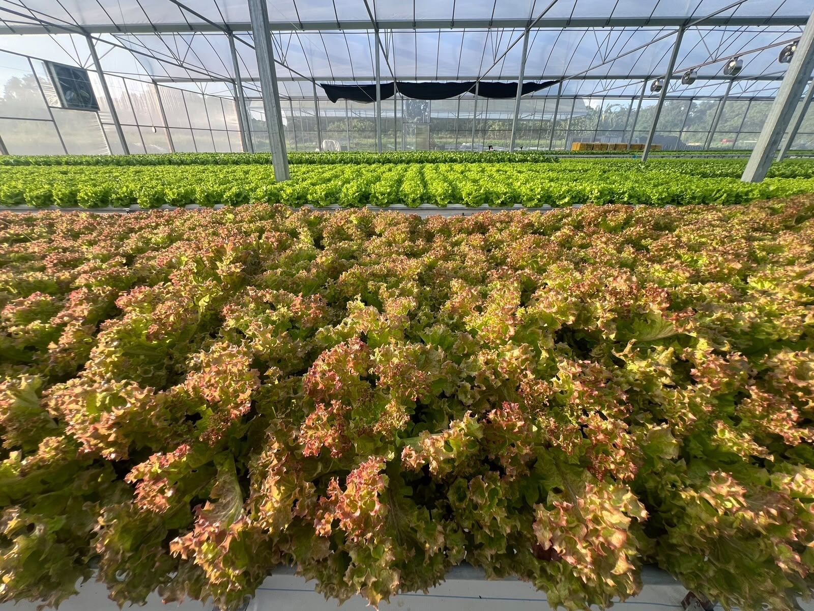 Rows of vibrant red and green lettuce ready for harvest at a SAREEWÂ greenhouse