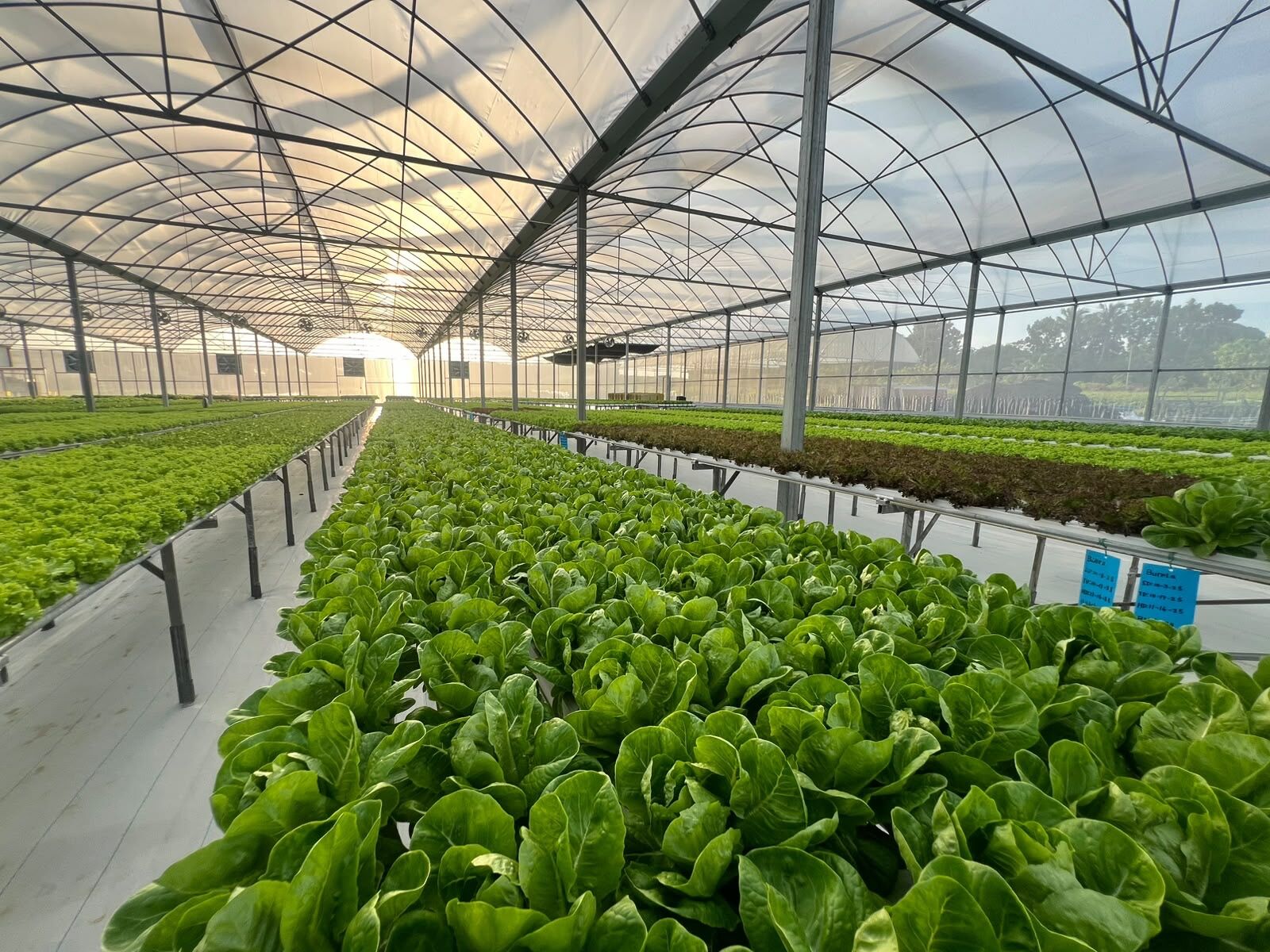Rows of romaine lettuce growing in a SAREEWÂ greenhouse, lit by early morning sun